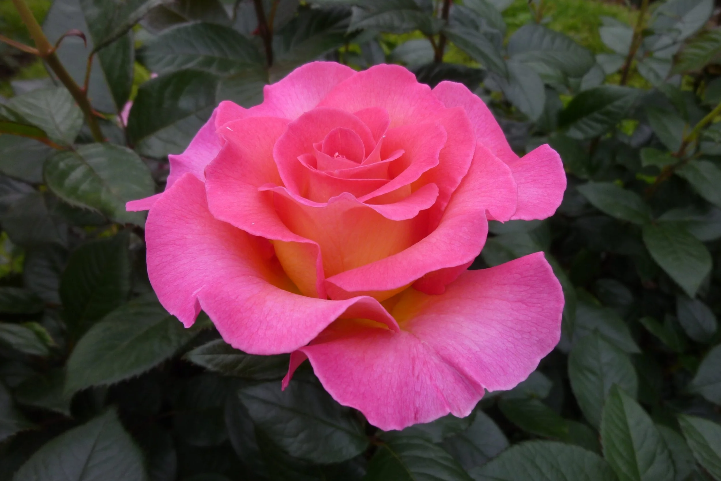 Julie Andrews — American Rose Trials for Sustainability®